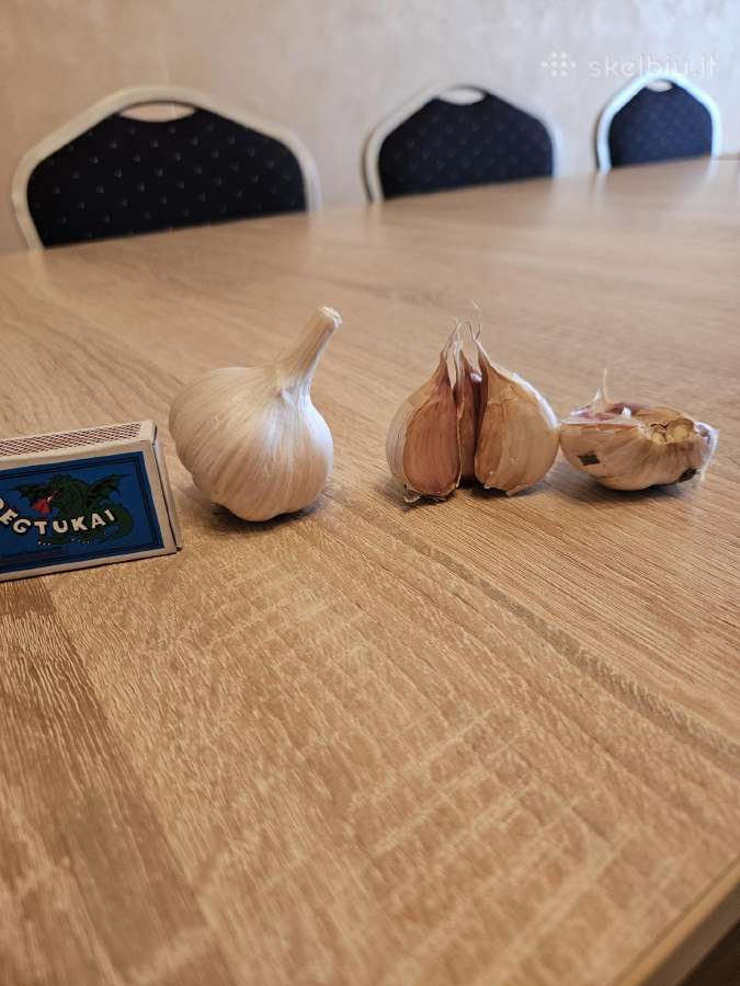 Zieminiai cesnakai. Veisle Ziemiai - nuotraukos Nr. 2