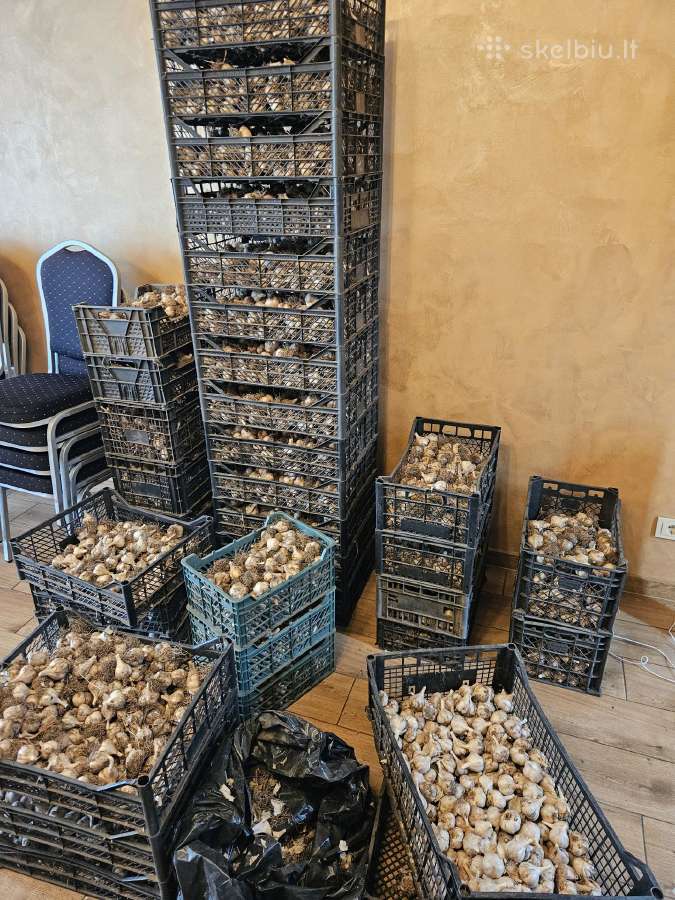 Zieminiai cesnakai. Veisle Ziemiai - nuotraukos Nr. 3