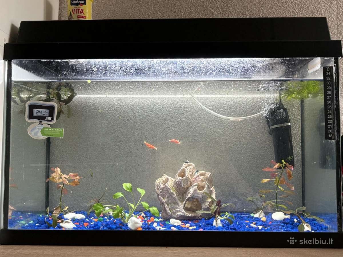 50l akvariumas su žuvytėmis ir krevėtemis - nuotraukos Nr. 3