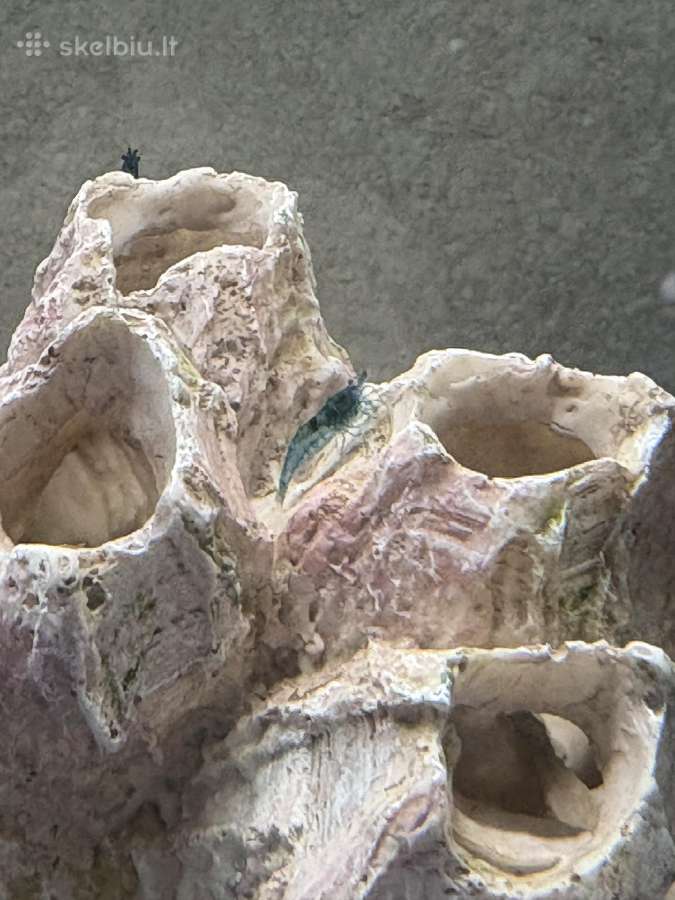 50l akvariumas su žuvytėmis ir krevėtemis - nuotraukos Nr. 4