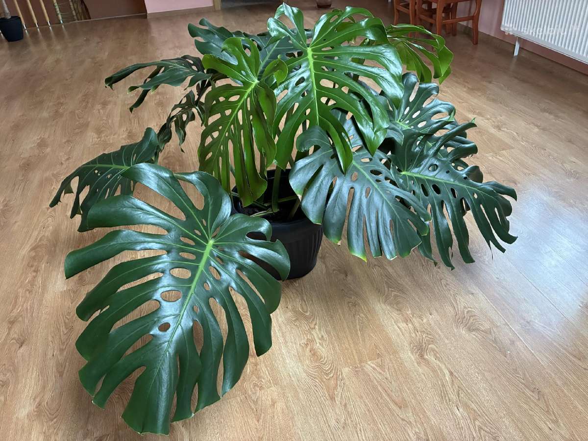 Monstera - nuotraukos Nr. 4