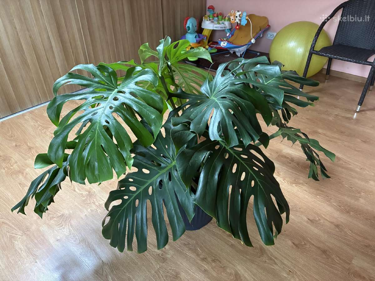 Monstera - nuotraukos Nr. 2