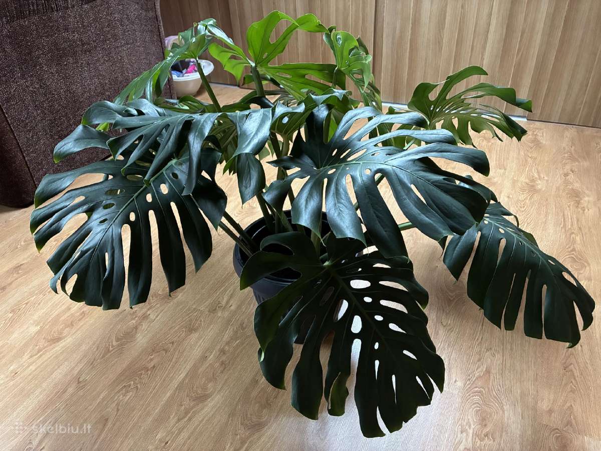Monstera - nuotraukos Nr. 3