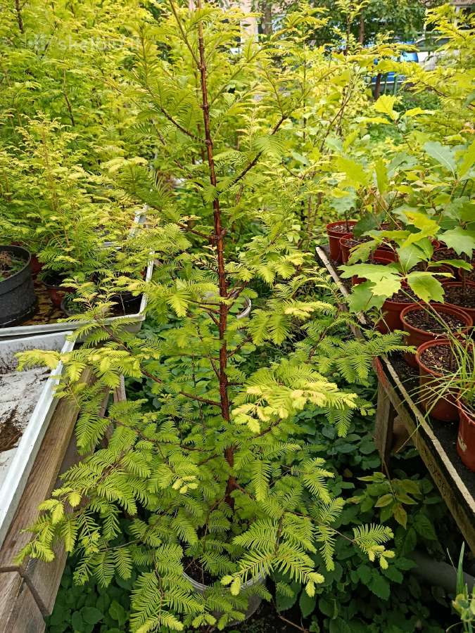 Metasequoja - nuotraukos Nr. 2