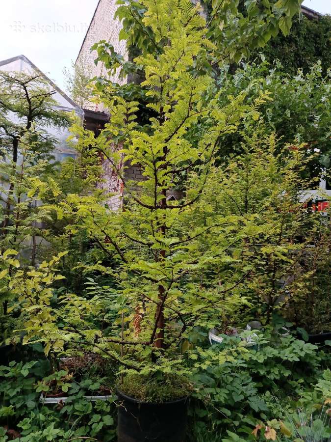 Metasequoja - nuotraukos Nr. 6