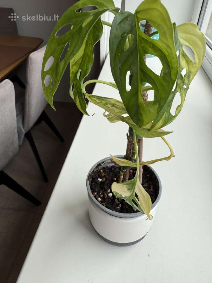 Monstera Adansonii Aurea Variegata - nuotraukos Nr. 2