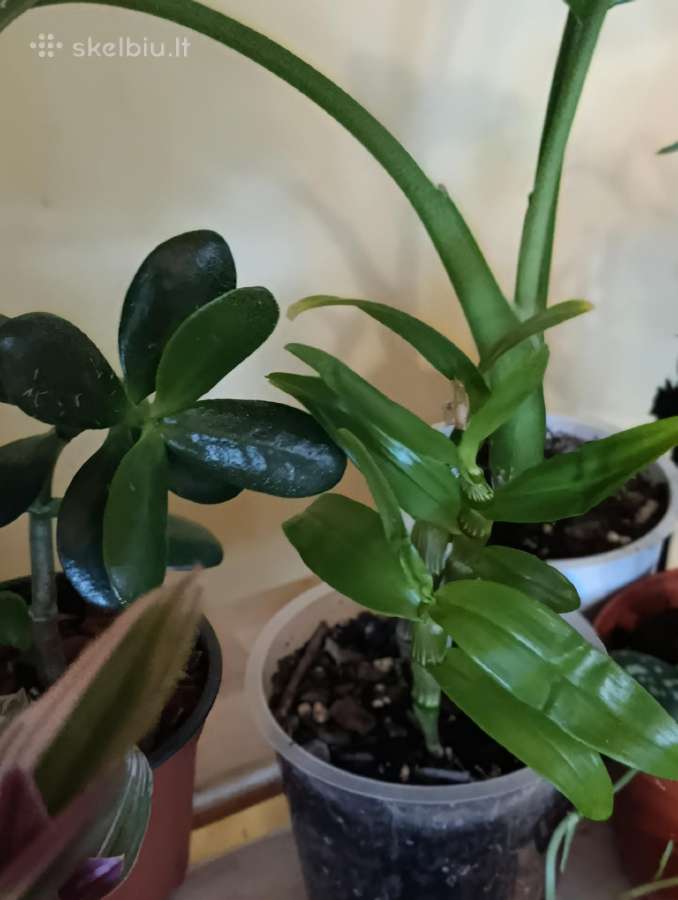 Kambariniu geliu sodinukai 3€ - nuotraukos Nr. 5