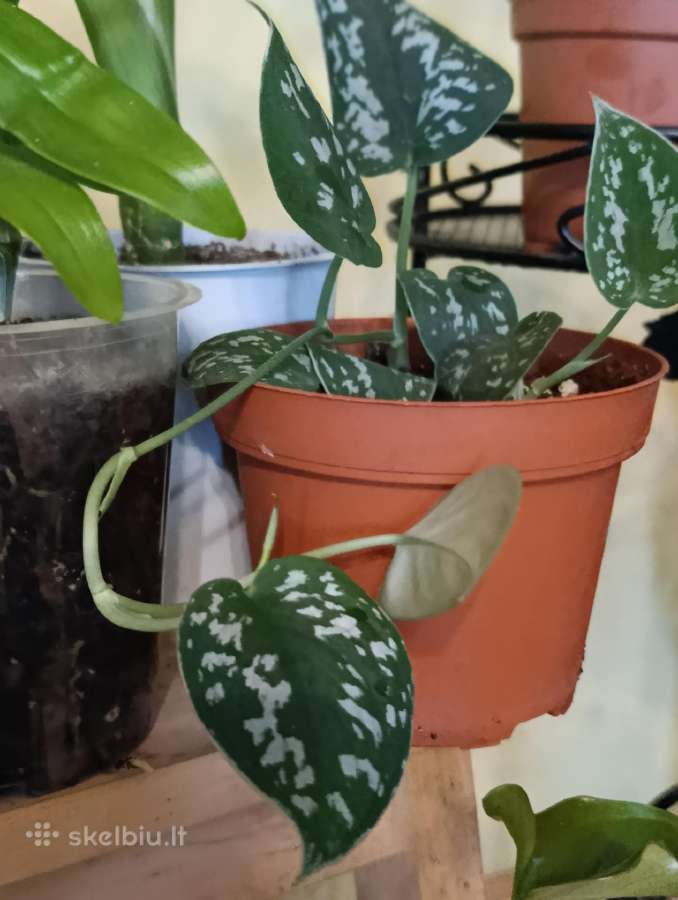 Kambariniu geliu sodinukai 3€ - nuotraukos Nr. 6