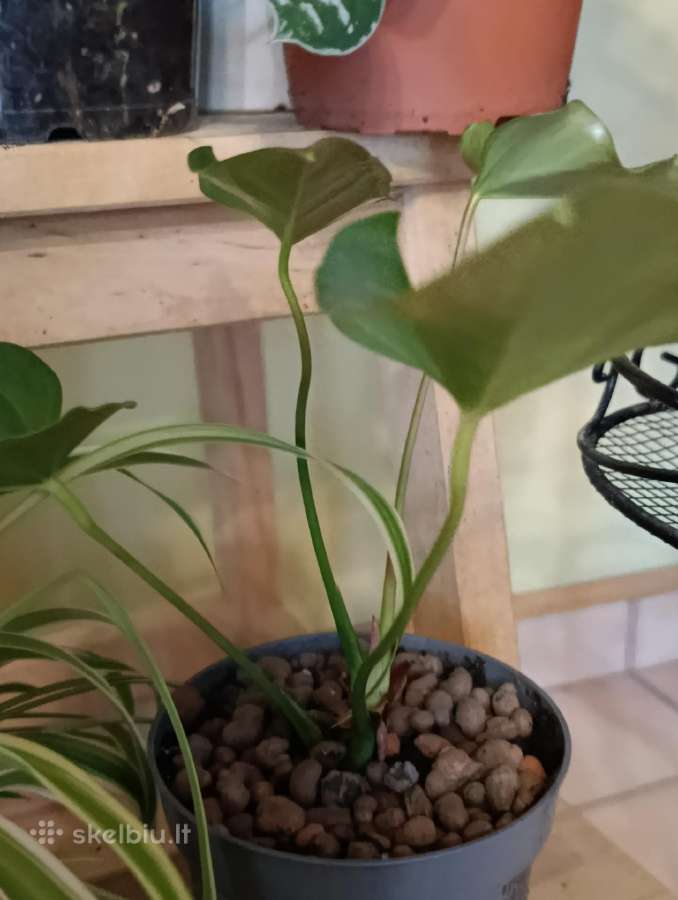 Kambariniu geliu sodinukai 3€ - nuotraukos Nr. 4