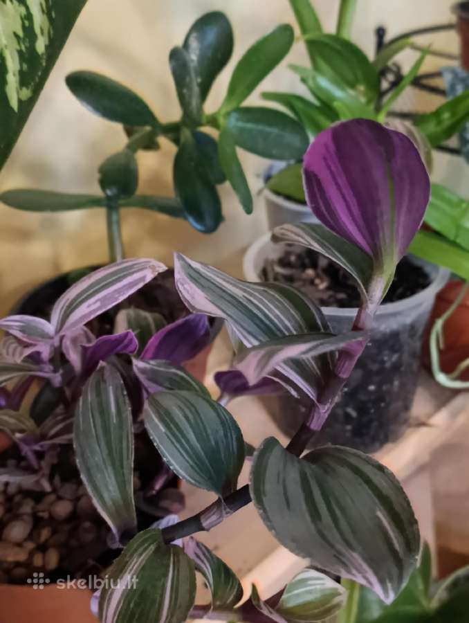 Kambariniu geliu sodinukai 3€ - nuotraukos Nr. 2