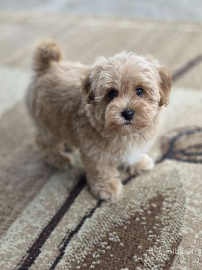 Maltipoo tik berniukai - nuotraukos Nr. 2
