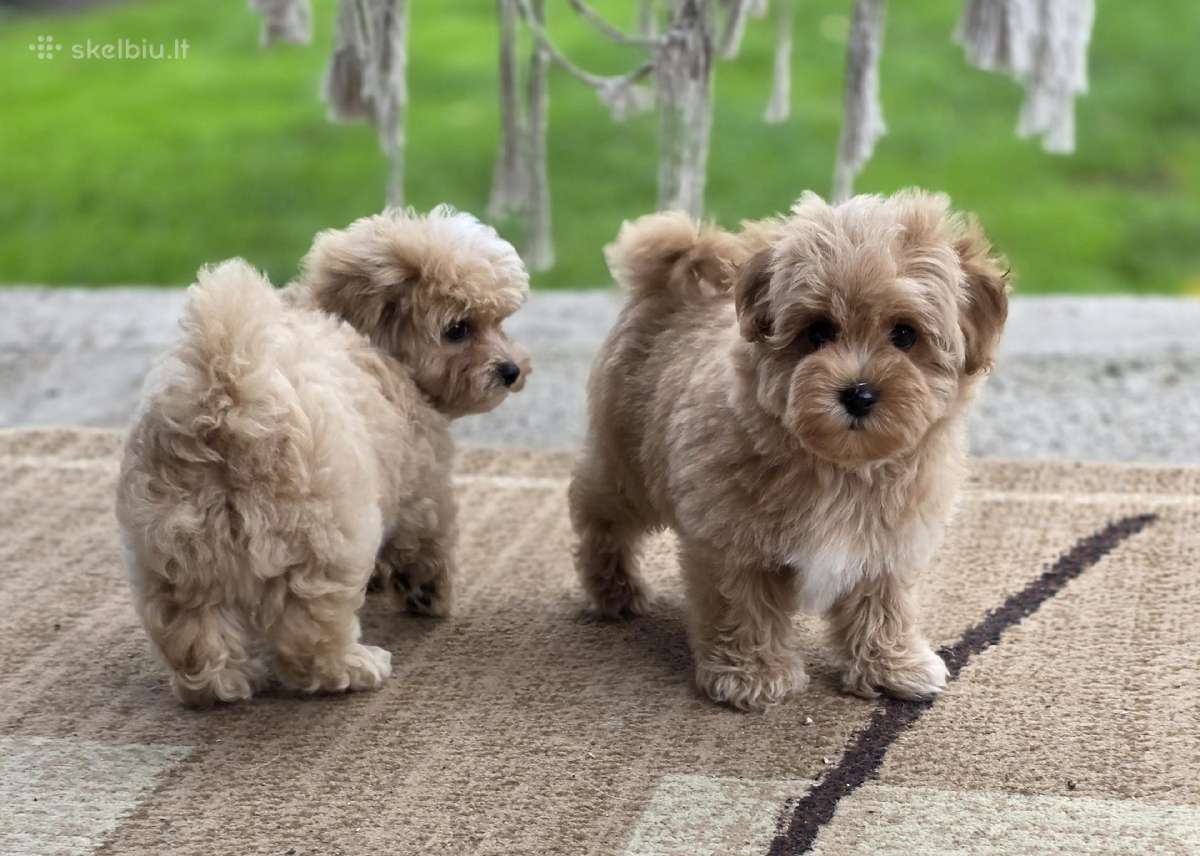 Maltipoo tik berniukai - nuotraukos Nr. 3