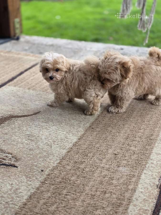 Maltipoo tik berniukai - nuotraukos Nr. 4