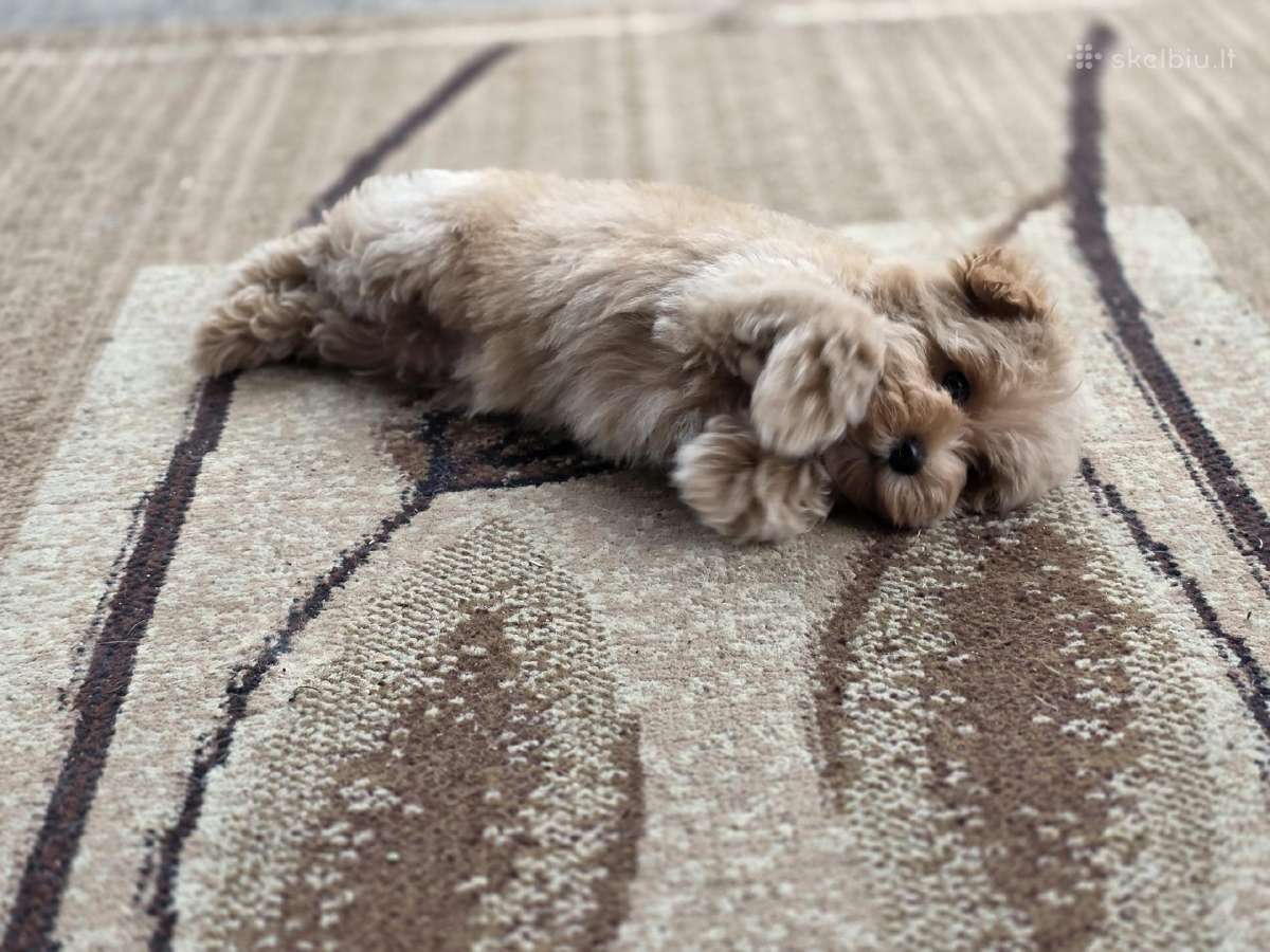 Maltipoo tik berniukai - nuotraukos Nr. 5
