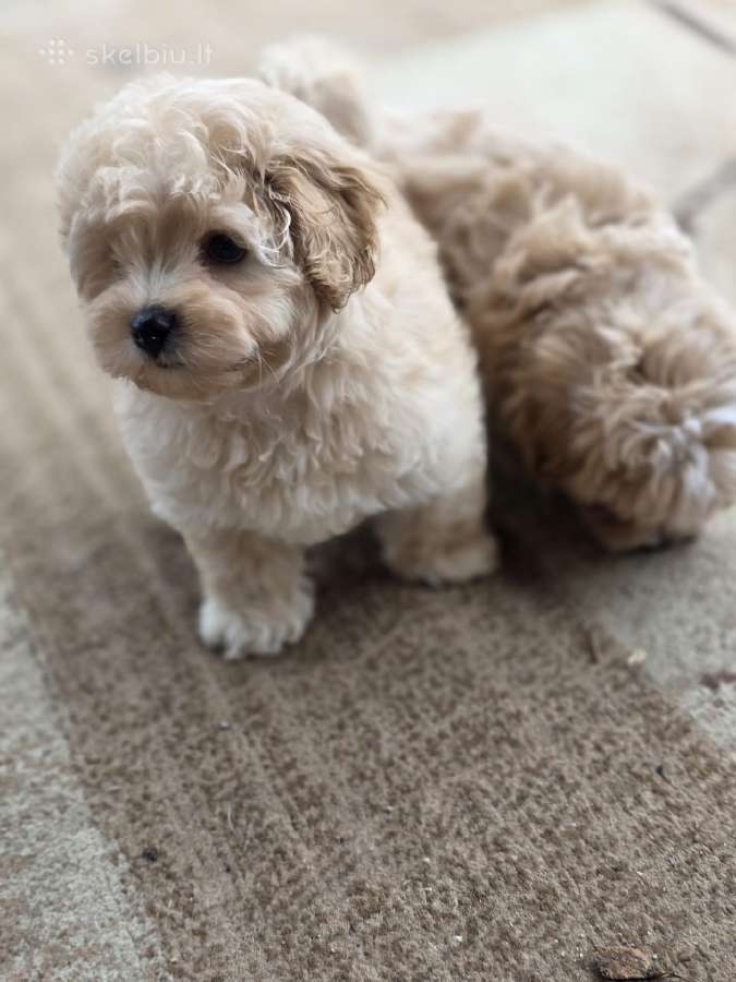 Maltipoo tik berniukai - nuotraukos Nr. 6