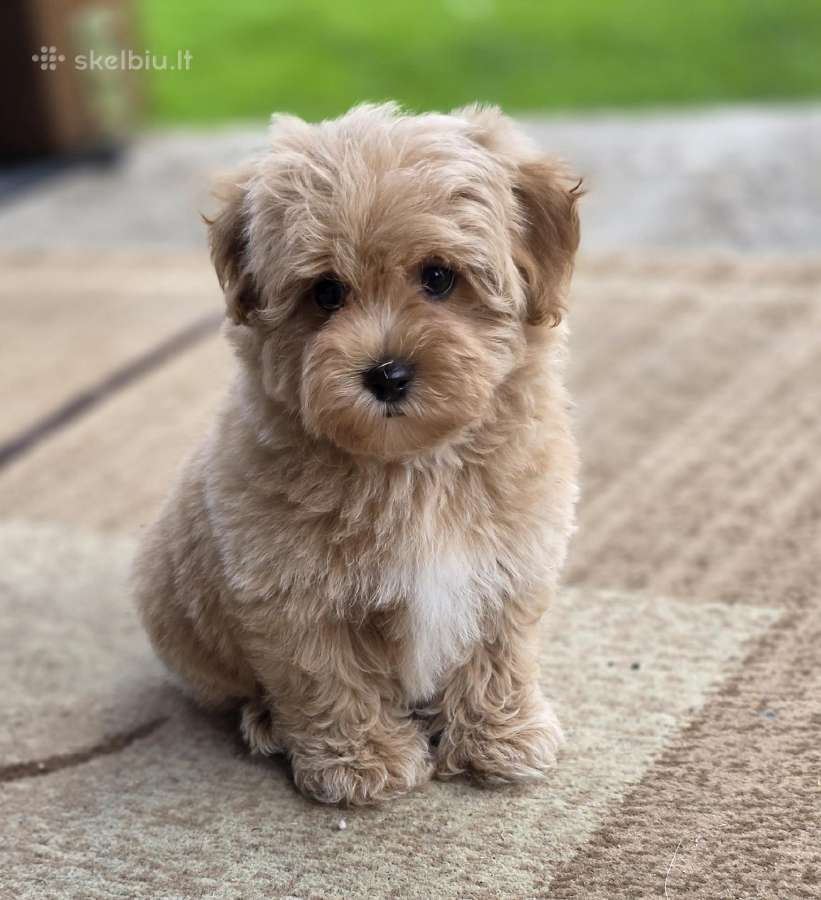Maltipoo tik berniukai - nuotraukos Nr. 7