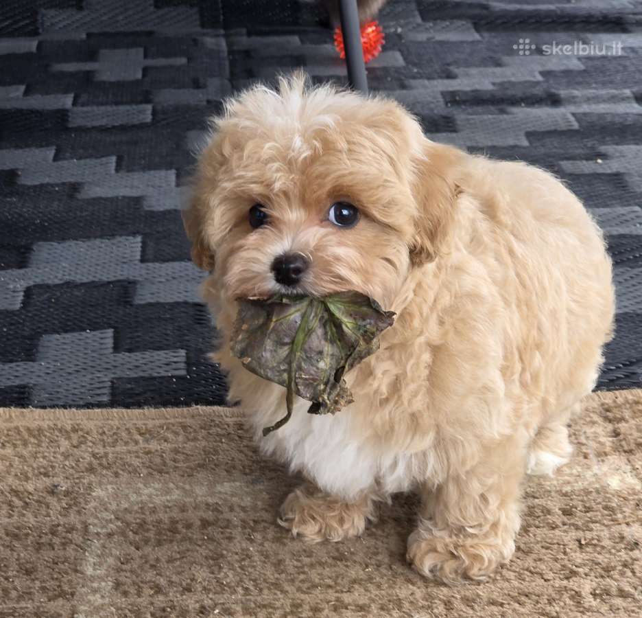 Maltipoo tik berniukai - nuotraukos Nr. 8