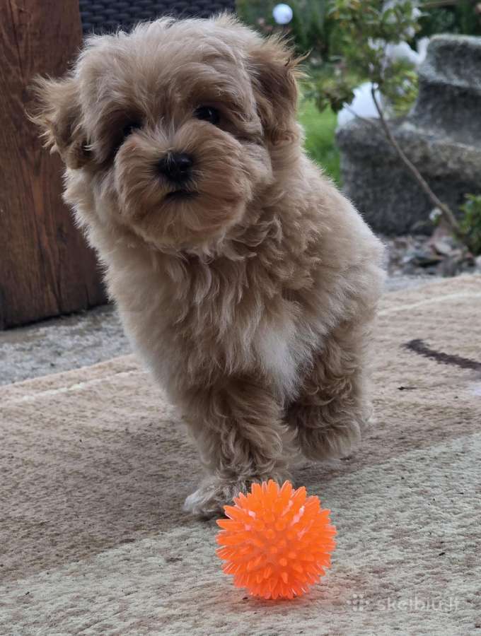 Maltipoo tik berniukai - nuotraukos Nr. 9