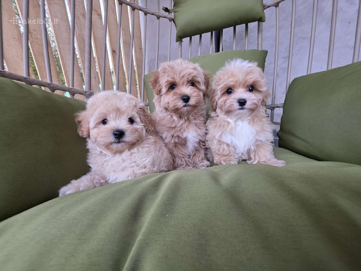 Maltipoo tik berniukai - nuotraukos Nr. 10