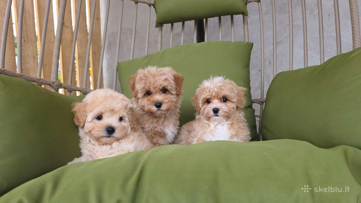 Maltipoo tik berniukai - nuotraukos Nr. 11