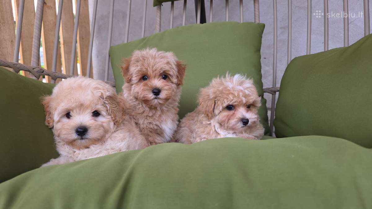 Maltipoo tik berniukai - nuotraukos Nr. 12