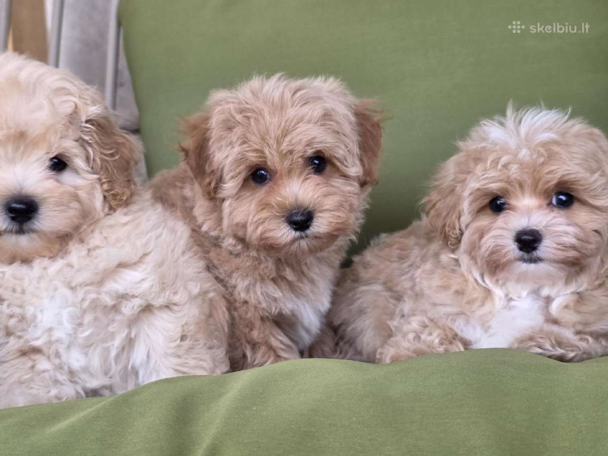 Maltipoo tik berniukai - nuotraukos Nr. 13