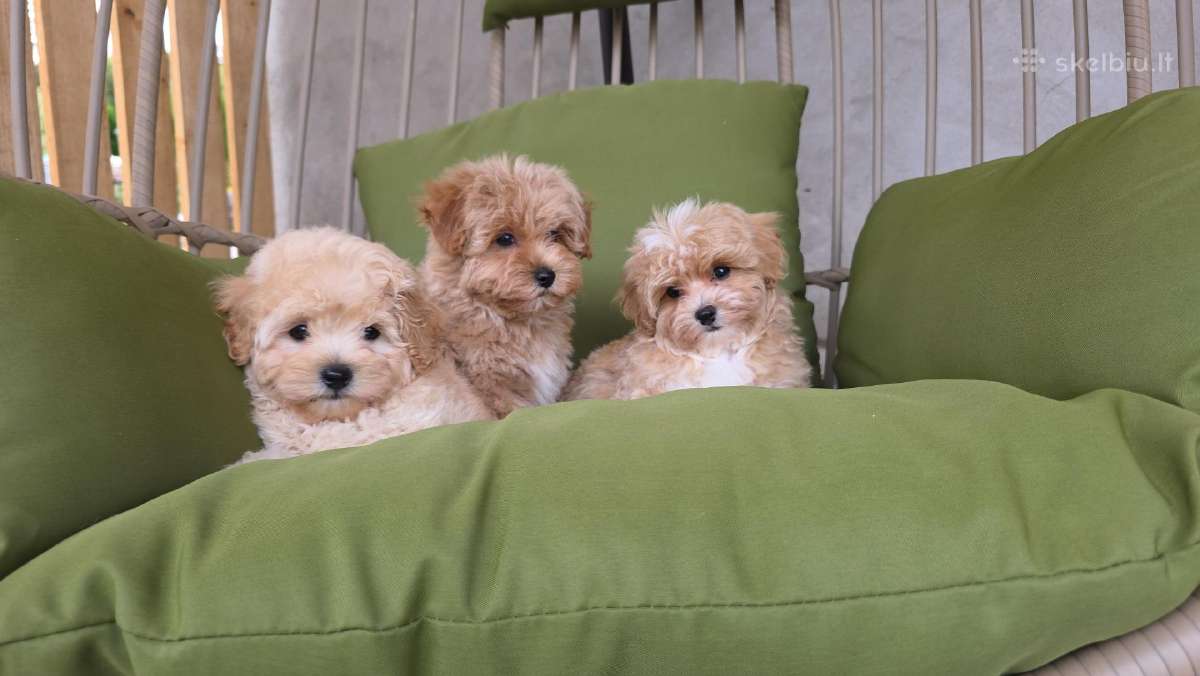 Maltipoo tik berniukai - nuotraukos Nr. 14