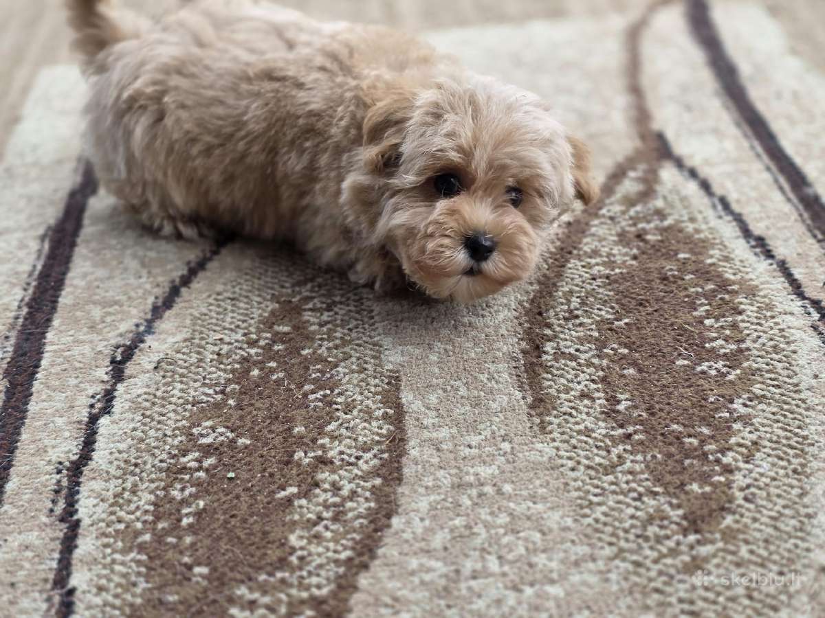 Maltipoo tik berniukai - nuotraukos Nr. 15