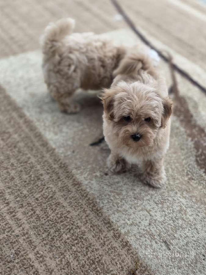 Maltipoo tik berniukai - nuotraukos Nr. 16