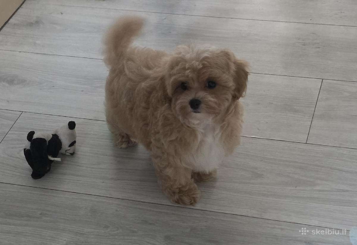 Maltipoo tik berniukai - nuotraukos Nr. 17