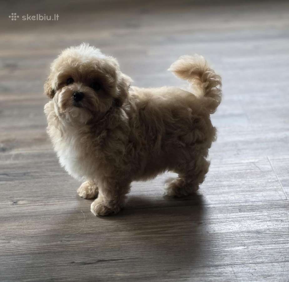 Maltipoo tik berniukai - nuotraukos Nr. 18