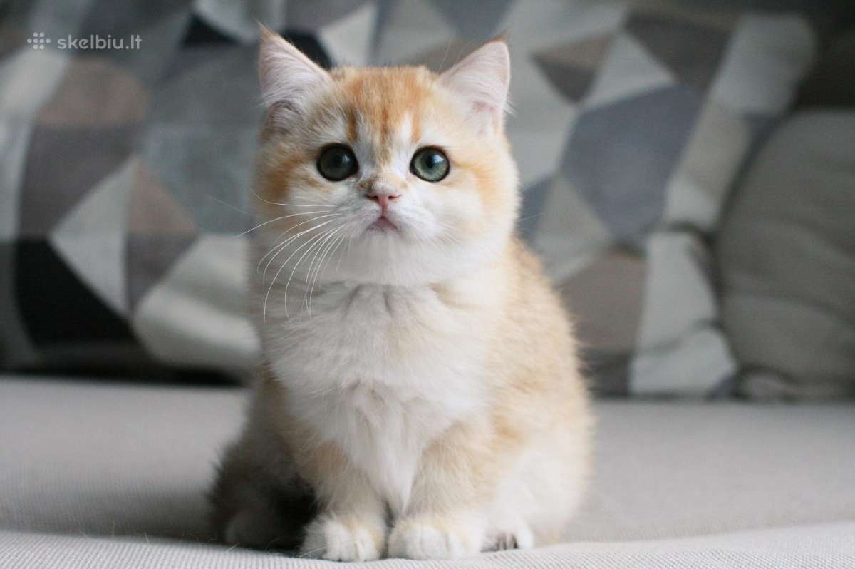 Sweet golden bri kitten - nuotraukos Nr. 2