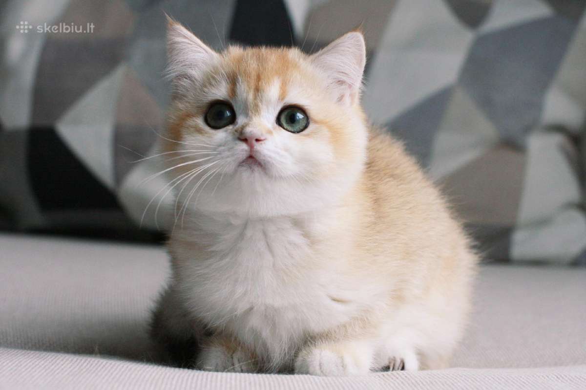 Sweet golden bri kitten - nuotraukos Nr. 3