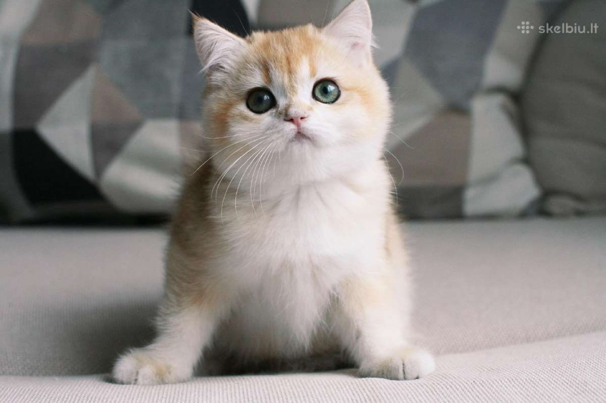 Sweet golden bri kitten - nuotraukos Nr. 4