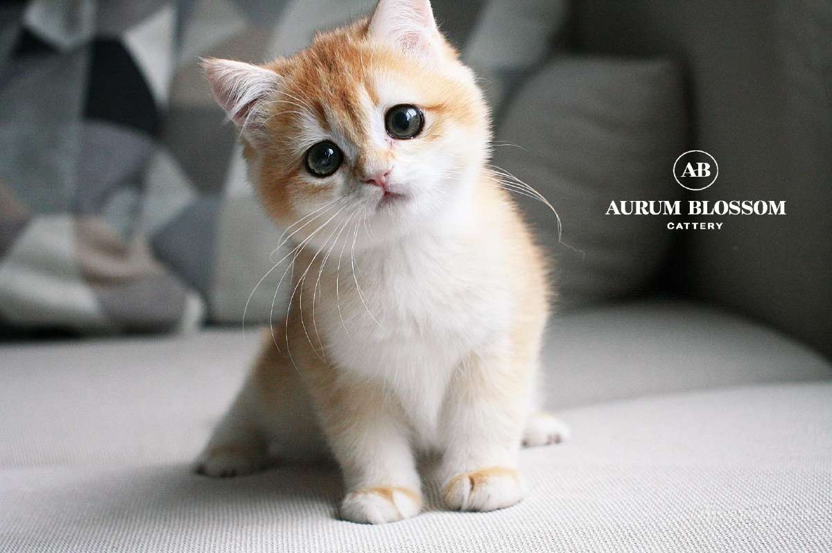 Sweet golden bri kitten - nuotraukos Nr. 5
