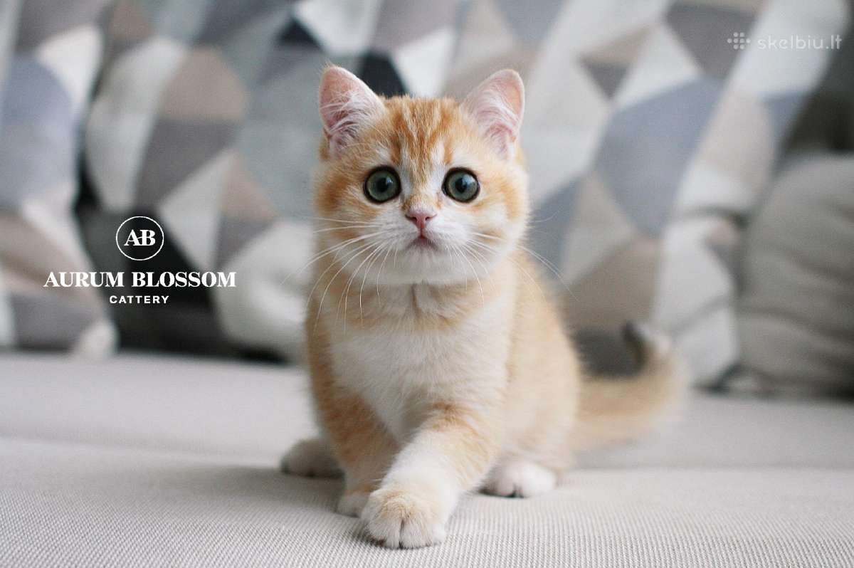 Sweet golden bri kitten - nuotraukos Nr. 6