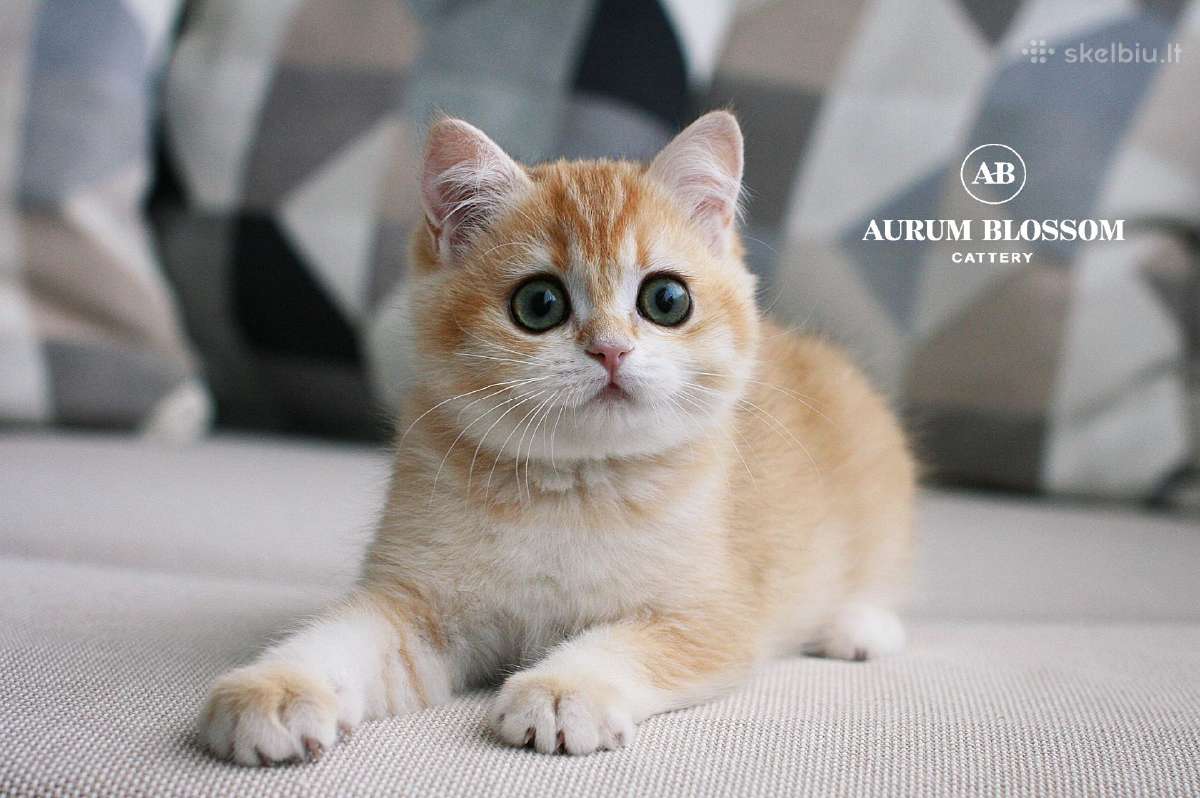 Sweet golden bri kitten - nuotraukos Nr. 7