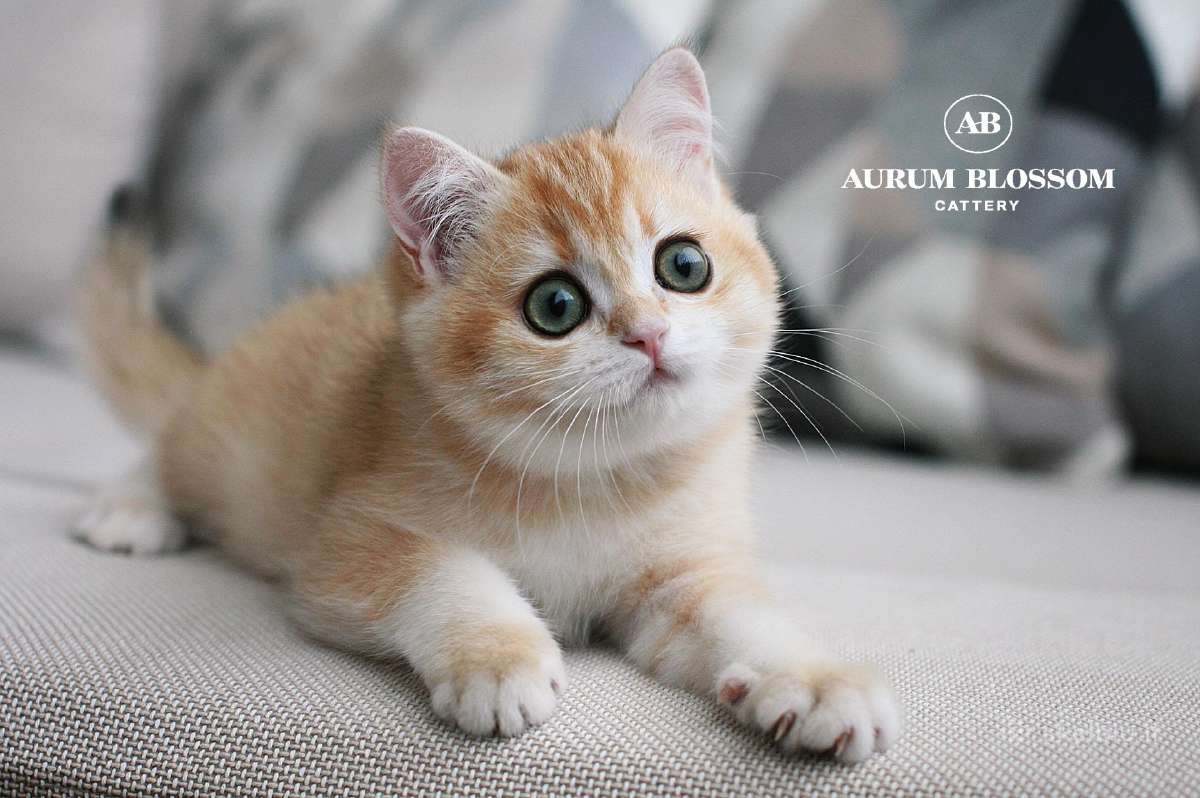 Sweet golden bri kitten - nuotraukos Nr. 8