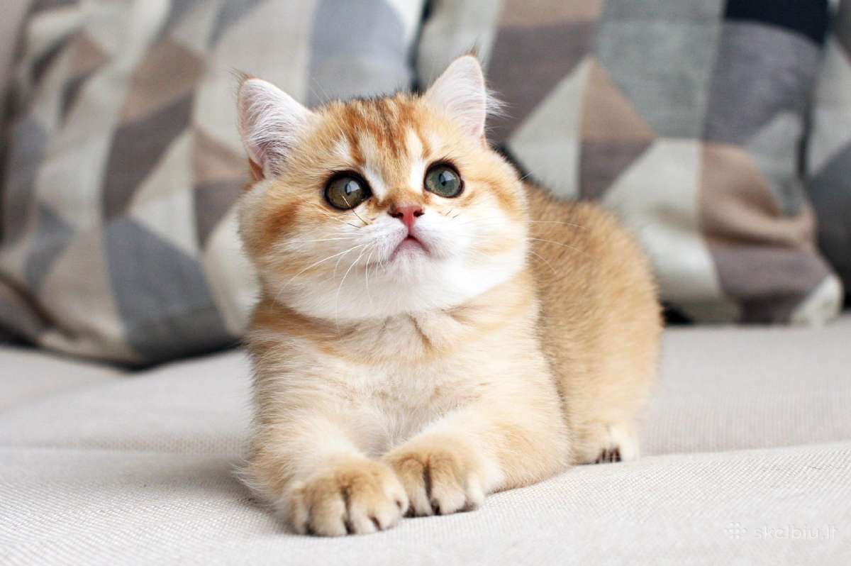 Sweet golden bri kitten - nuotraukos Nr. 9