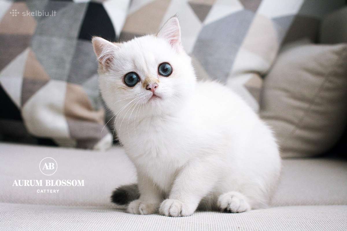 Sweet golden bri kitten - nuotraukos Nr. 10