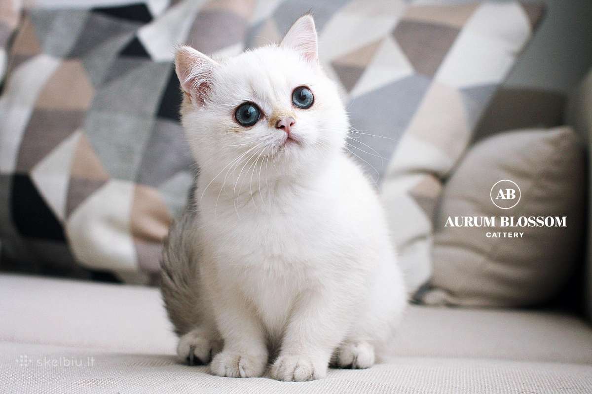 Sweet golden bri kitten - nuotraukos Nr. 11