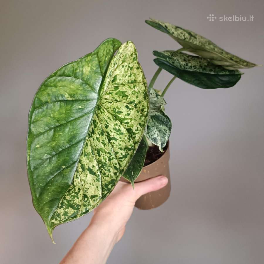 Alocasia Dragon Scale Mint Variegated - nuotraukos Nr. 2