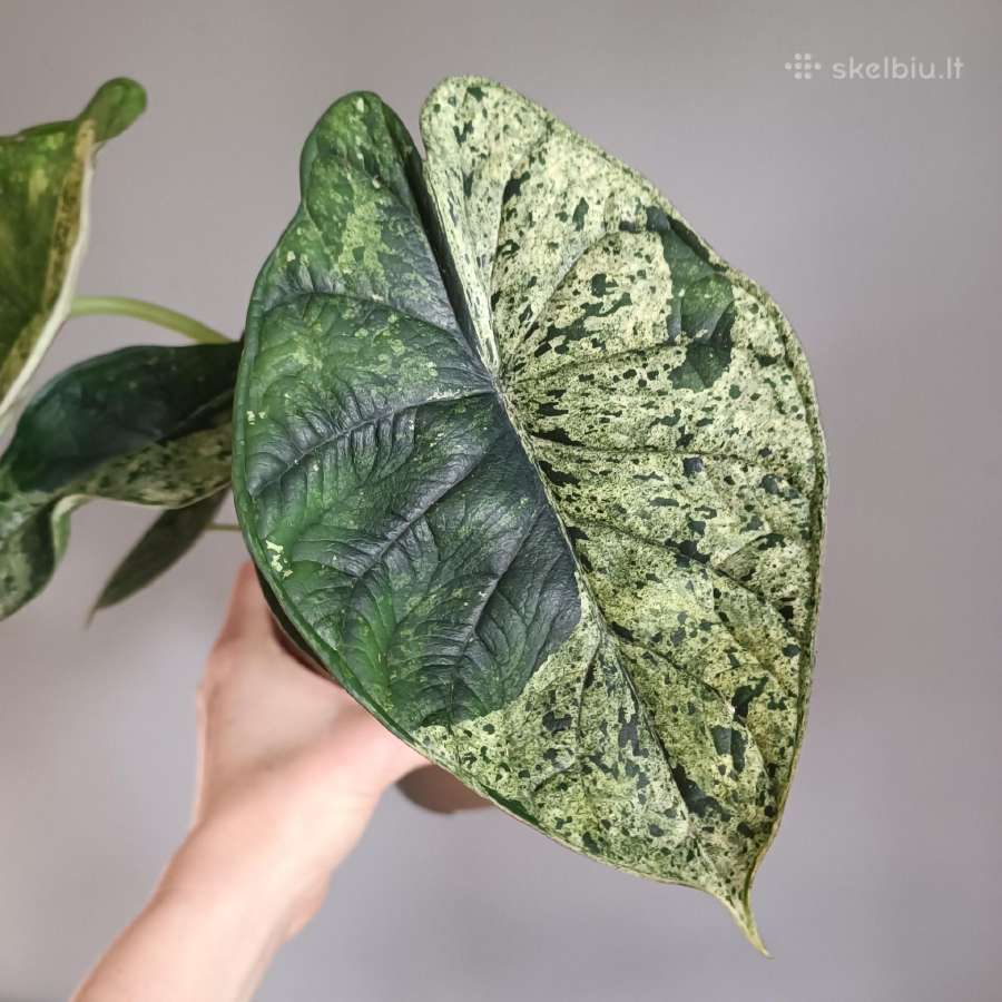 Alocasia Dragon Scale Mint Variegated - nuotraukos Nr. 3