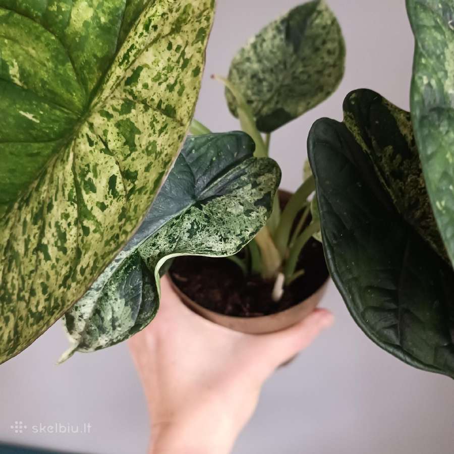 Alocasia Dragon Scale Mint Variegated - nuotraukos Nr. 4