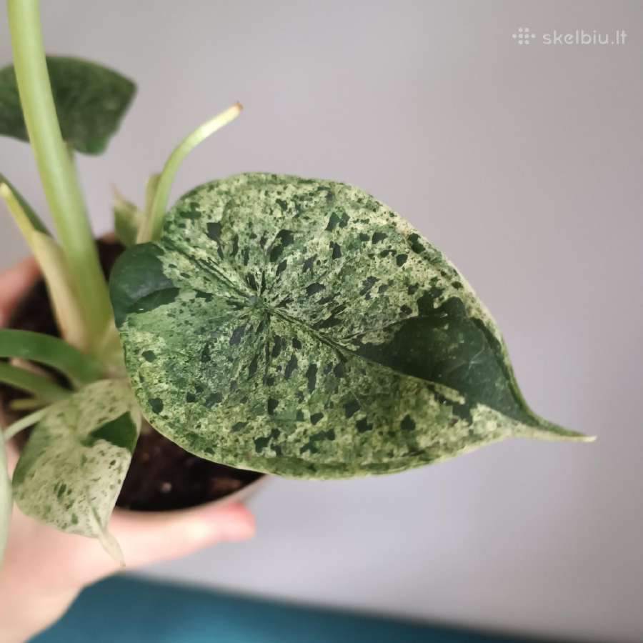 Alocasia Dragon Scale Mint Variegated - nuotraukos Nr. 5