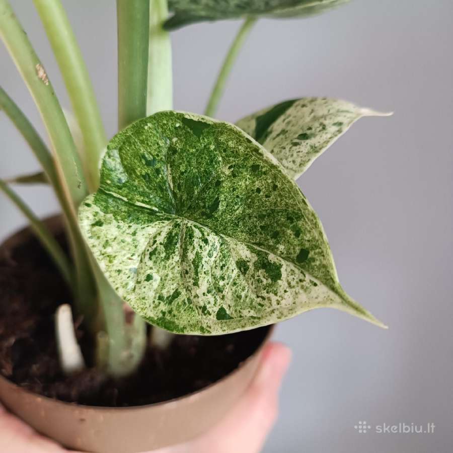 Alocasia Dragon Scale Mint Variegated - nuotraukos Nr. 6