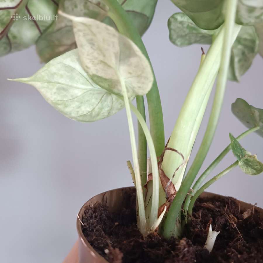 Alocasia Dragon Scale Mint Variegated - nuotraukos Nr. 7