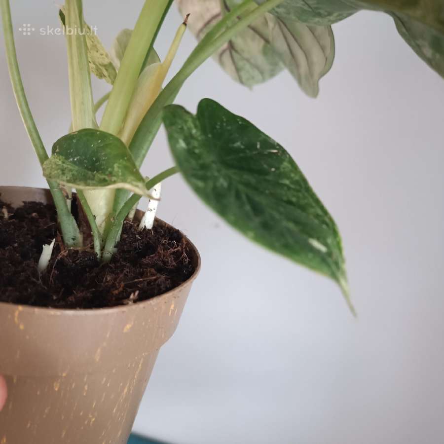 Alocasia Dragon Scale Mint Variegated - nuotraukos Nr. 8