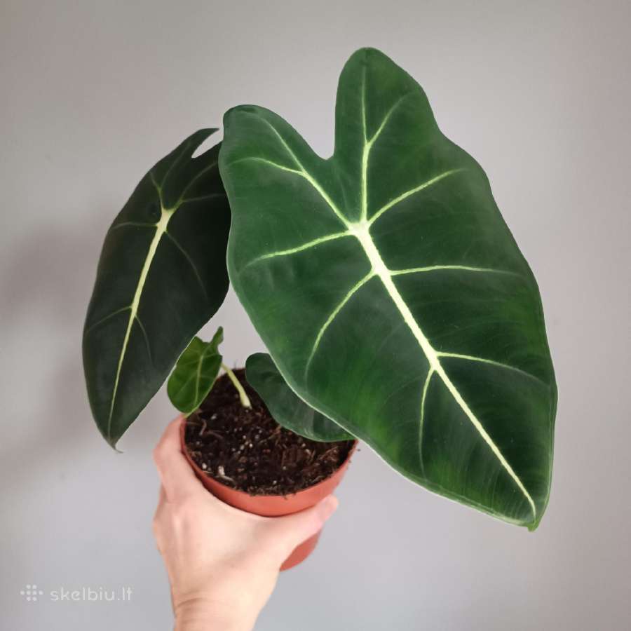 Alocasia Frydek - nuotraukos Nr. 2