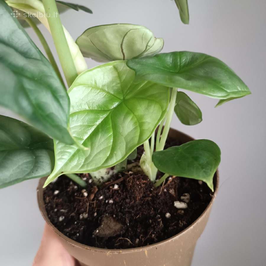 Alocasia Silver Dragon - nuotraukos Nr. 2